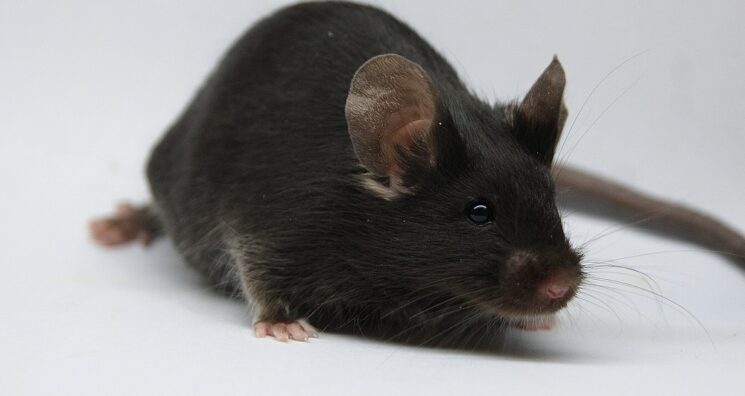 Late-Life Gene Therapy Boosts Lifespan in Mice by 20%