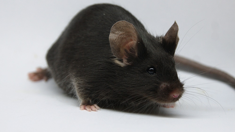 Lab mouse facing viewer