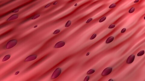 Muscle tissue