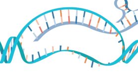 A Transcriptional Failure Leads to Systemic Inflammation