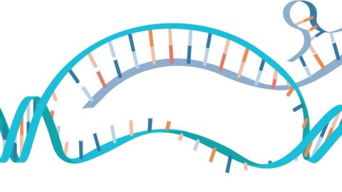 RNA and DNA interaction