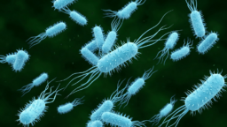 E Coli