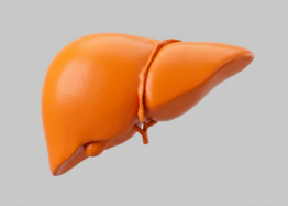 Exosomes From Stem Cells Fight Liver Disease in Mice