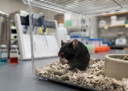 INTERMITTENT FASTING EXTENDS MALE MOUSE LIFESPAN 12% IN CONTROLLED STUDY...