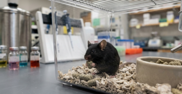 Intermittent Fasting Increases Lifespan in Male Mice