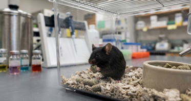 Intermittent Fasting Increases Lifespan in Male Mice
