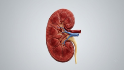 The kidney