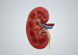 AUTOPHAGY BOOST CUTS TOXIN-INDUCED KIDNEY FAILURE IN OLDER MICE...