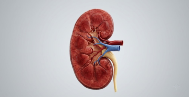 More Autophagy Reduces Toxin-Induced Kidney Failure in Mice