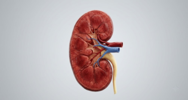 More Autophagy Reduces Toxin-Induced Kidney Failure in Mice
