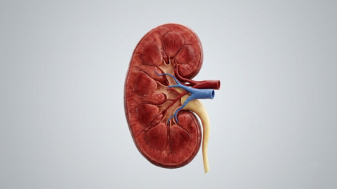 The kidney