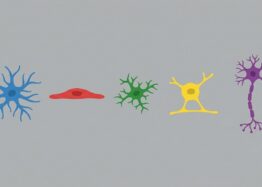 How Senescence Spreads Between Brain Cells