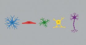 How Senescence Spreads Between Brain Cells