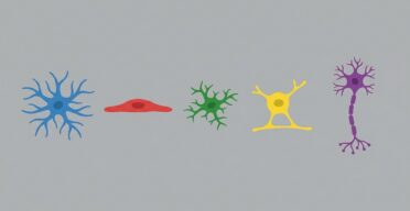 How Senescence Spreads Between Brain Cells