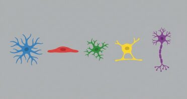 How Senescence Spreads Between Brain Cells