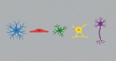 How Senescence Spreads Between Brain Cells