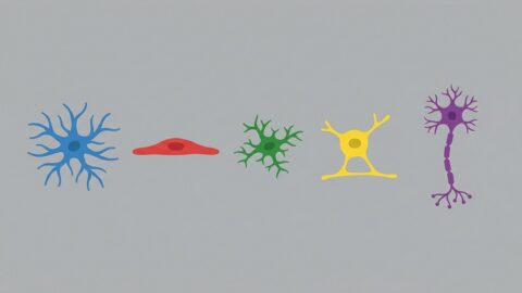 Brain cell types