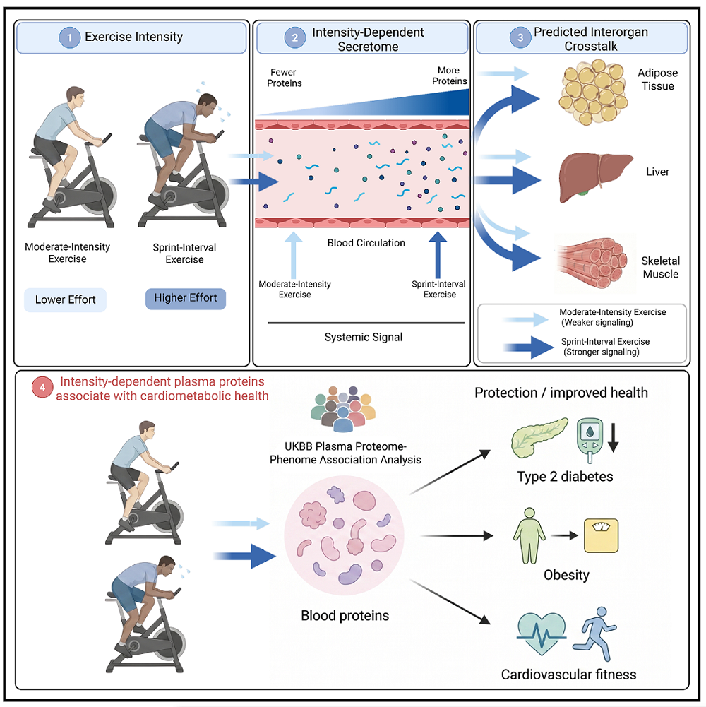 Exercise Secretome