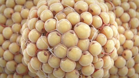 Fat cells
