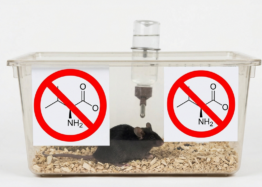 Valine Restriction Increases Male Mouse Lifespan by 23%
