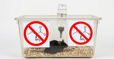 Valine Restriction Increases Male Mouse Lifespan by 23%