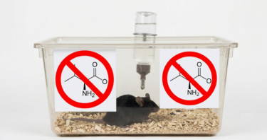 Valine Restriction Increases Male Mouse Lifespan by 23%