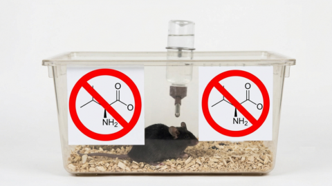 No Valine Mouse