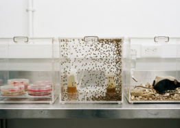 Why Affecting Aging in Complex Organisms Is So Hard