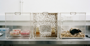 Why Affecting Aging in Complex Organisms Is So Hard