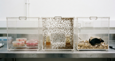 Why Affecting Aging in Complex Organisms Is So Hard