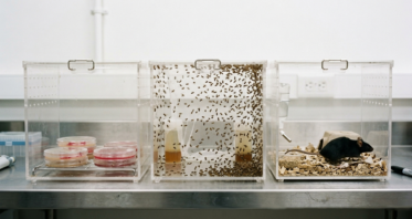 Why Affecting Aging in Complex Organisms Is So Hard