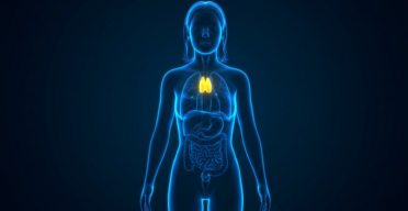 The Thymus Hormone Thymulin Reduces Inflammaging in Mice