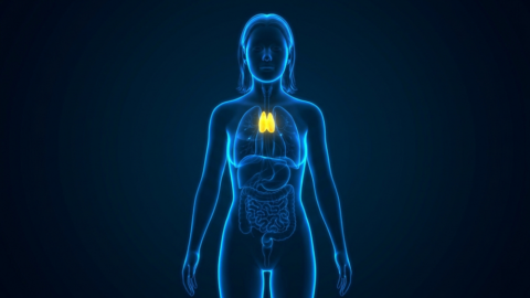 Thymus in body