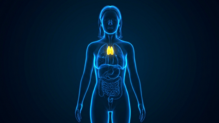 Thymus in body