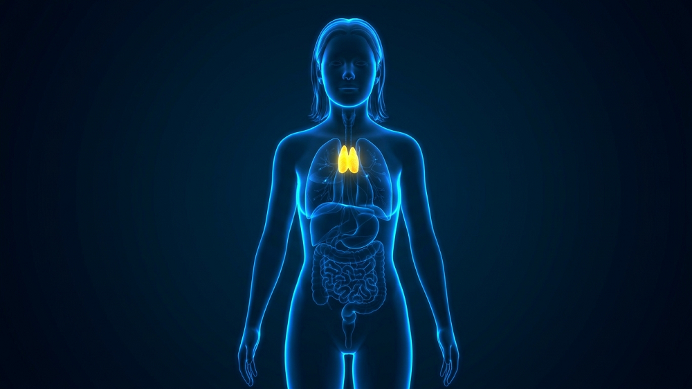 Thymus in body
