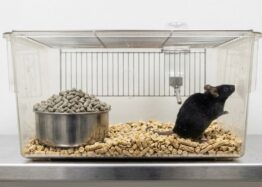 Late-Life GLP-1 Treatment Increases Lifespan in Female Mice