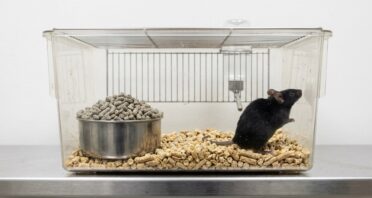 Late-Life GLP-1 Treatment Increases Lifespan in Female Mice