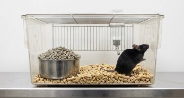 Late-Life GLP-1 Treatment Increases Lifespan in Female Mice