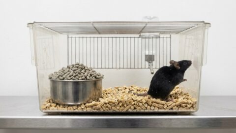 Food-Ignoring Mouse