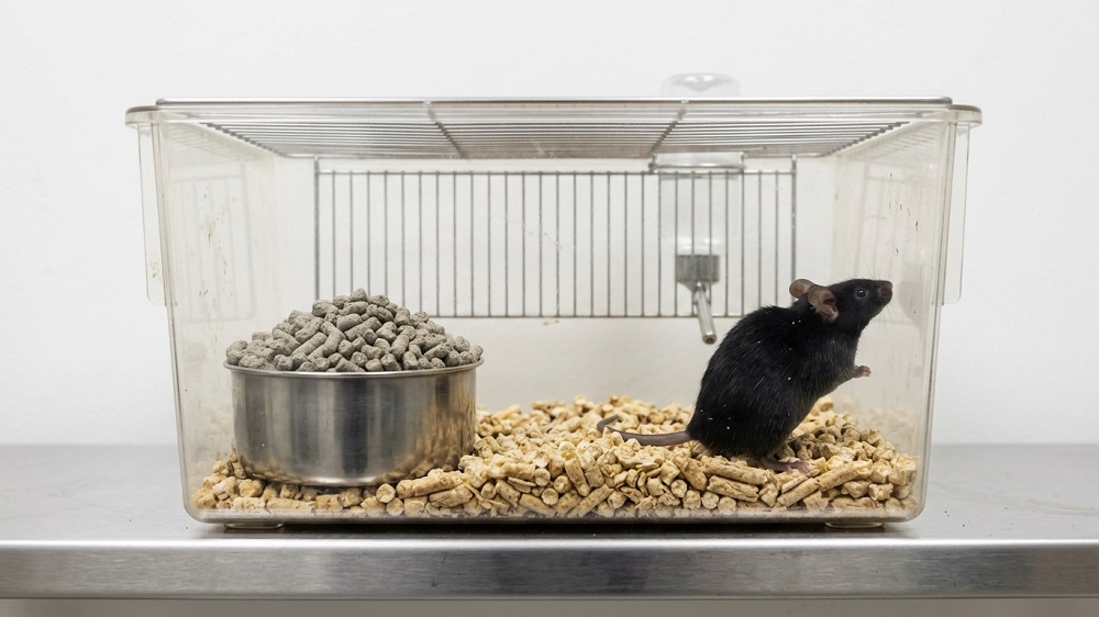 Food-Ignoring Mouse