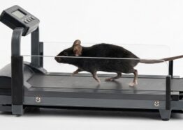 Physical Activity Delays Ovarian Aging in Mice