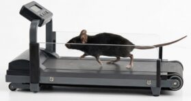 Physical Activity Delays Ovarian Aging in Mice