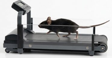 Physical Activity Delays Ovarian Aging in Mice