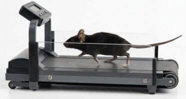 Physical Activity Delays Ovarian Aging in Mice