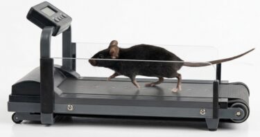 Physical Activity Delays Ovarian Aging in Mice