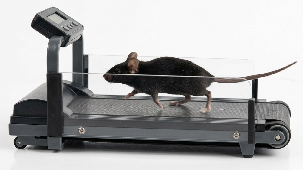 Mouse treadmill