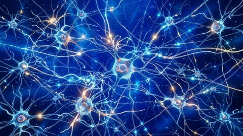 Neurons
