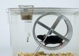 Mice With Growth Hormone Halted in Middle Age Live Longer