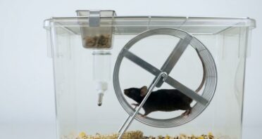 Mice With Growth Hormone Halted in Middle Age Live Longer