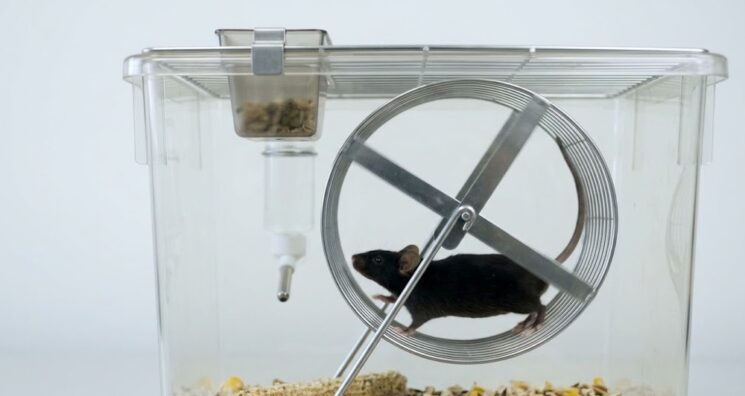 Mice With Growth Hormone Halted in Middle Age Live Longer